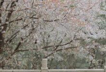 [YITUYU艺图语]2023.03.13 相见欢 知岫[25+1P／372MB]-秀人美女