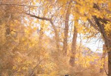 [YITUYU艺图语]2022.08.16 我与远方只隔山几重 小猫里奈[24+1P／251MB]-秀人美女